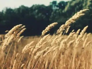 Golden Barley