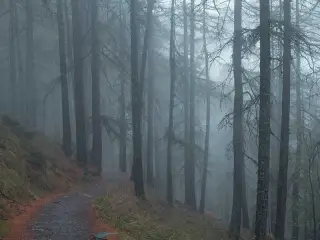 Misty Pines